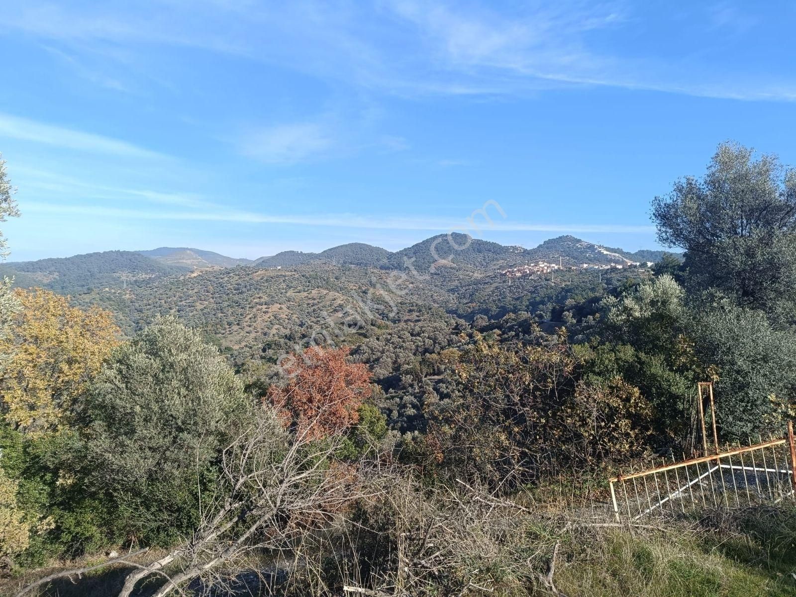 Seferihisar Beylerköyde Asfalta Cepheli 24 Dönüm Zeytinlik - Görsel 6