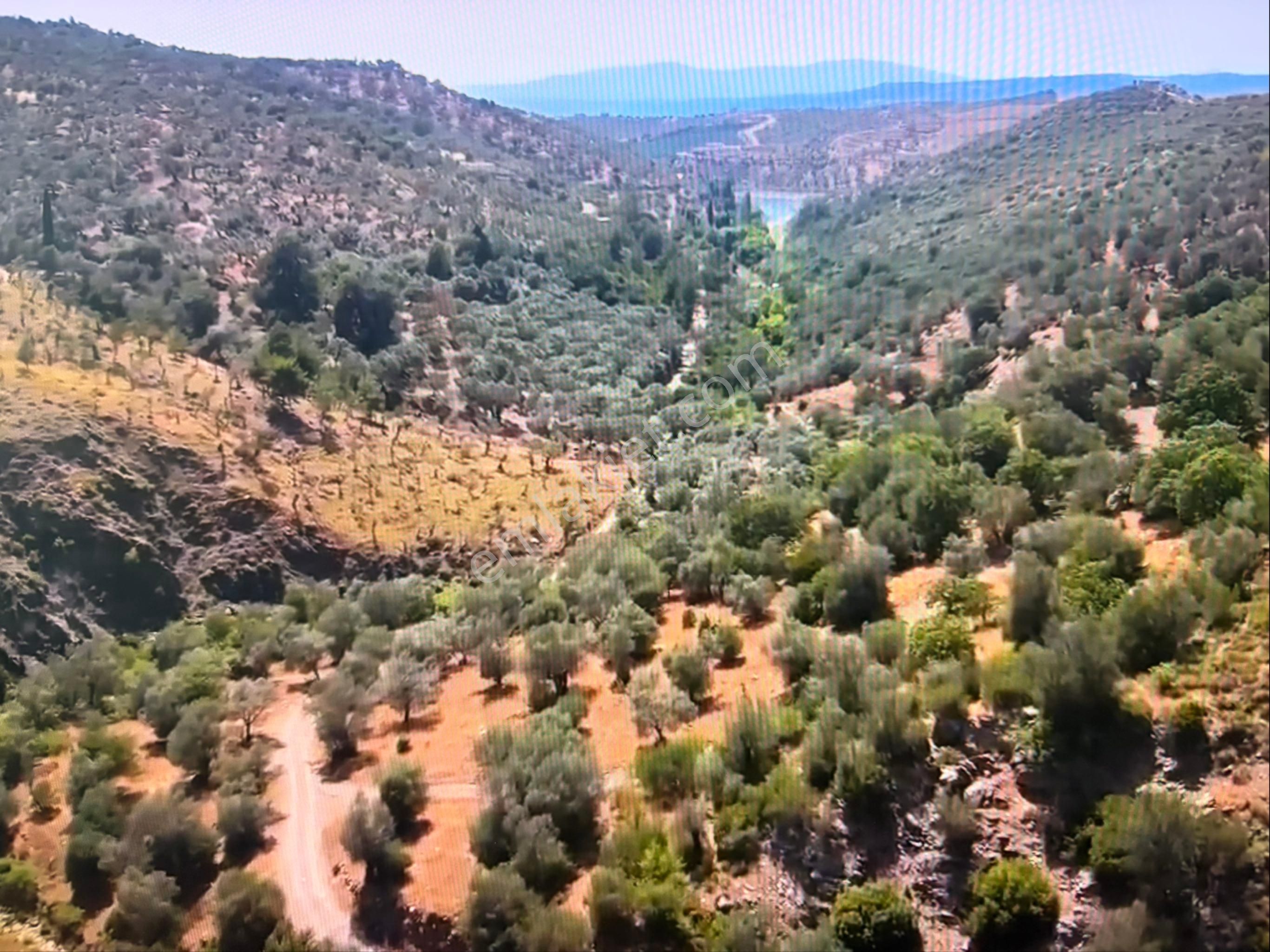 Turyap'tan Seferihisar Ulamış'ta Kıymetli Tek Tapu Arazi - Görsel 2