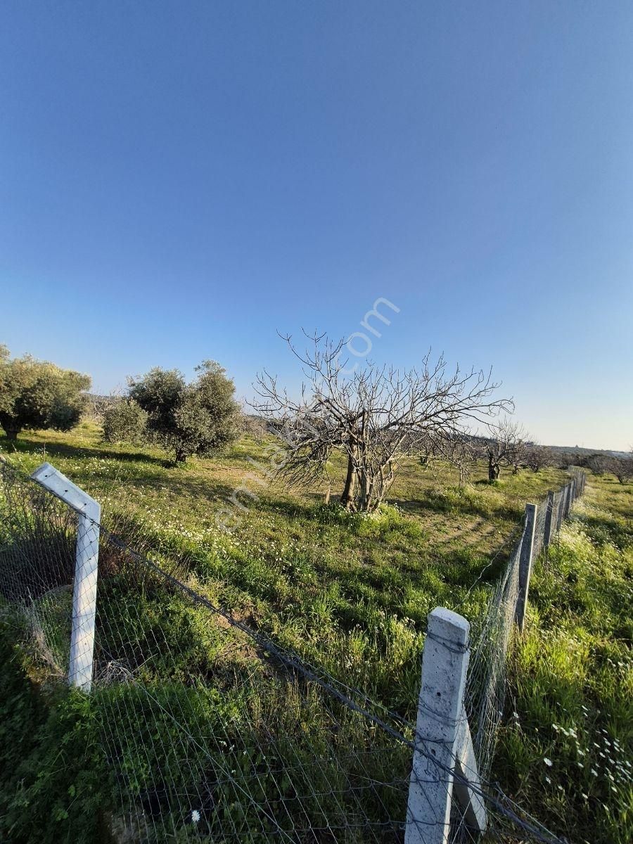 Kuşadası Yeniköy Çınar Kirazlı Bölgesinde Yola Sıfır Arsa