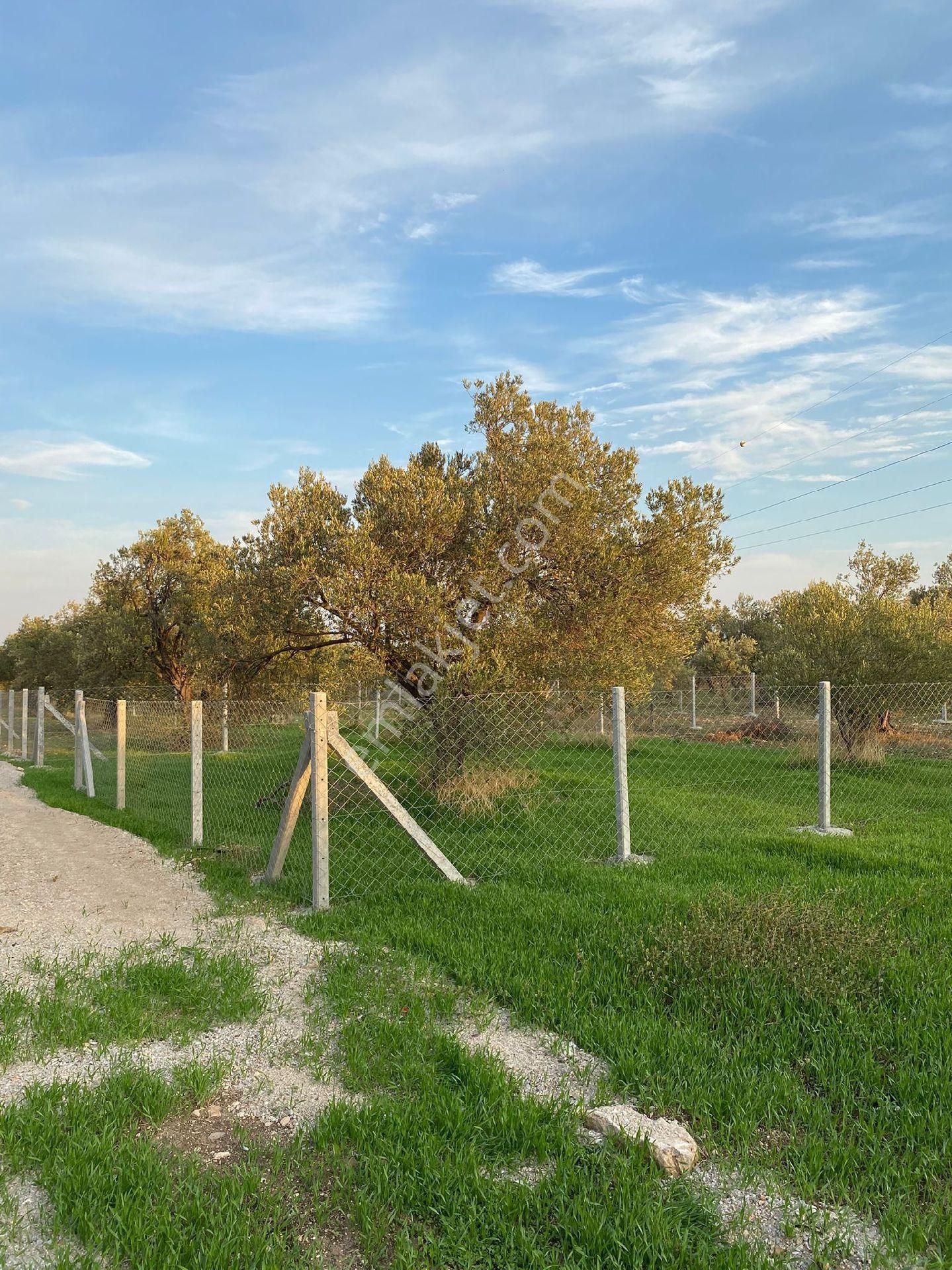 Türkelli De Satılık Zeytin Ağaçlı Bahçeler