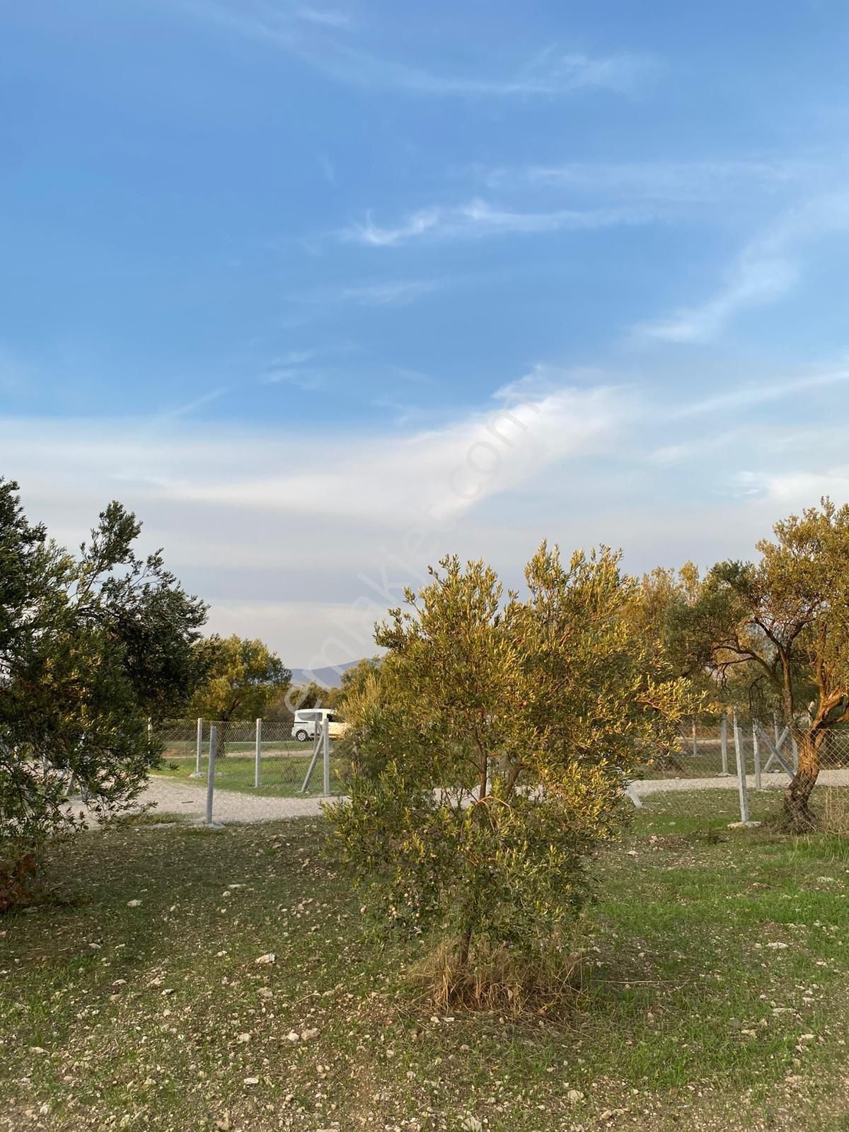 Türkelli De Satılık Zeytin Ağaçlı Bahçeler - Görsel 4