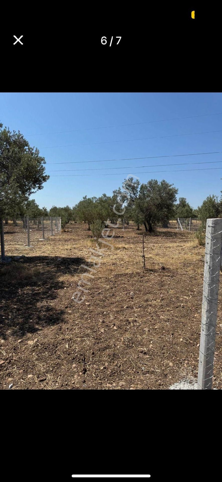 Türkelli De Satılık Zeytin Ağaçlı Bahçeler - Görsel 2