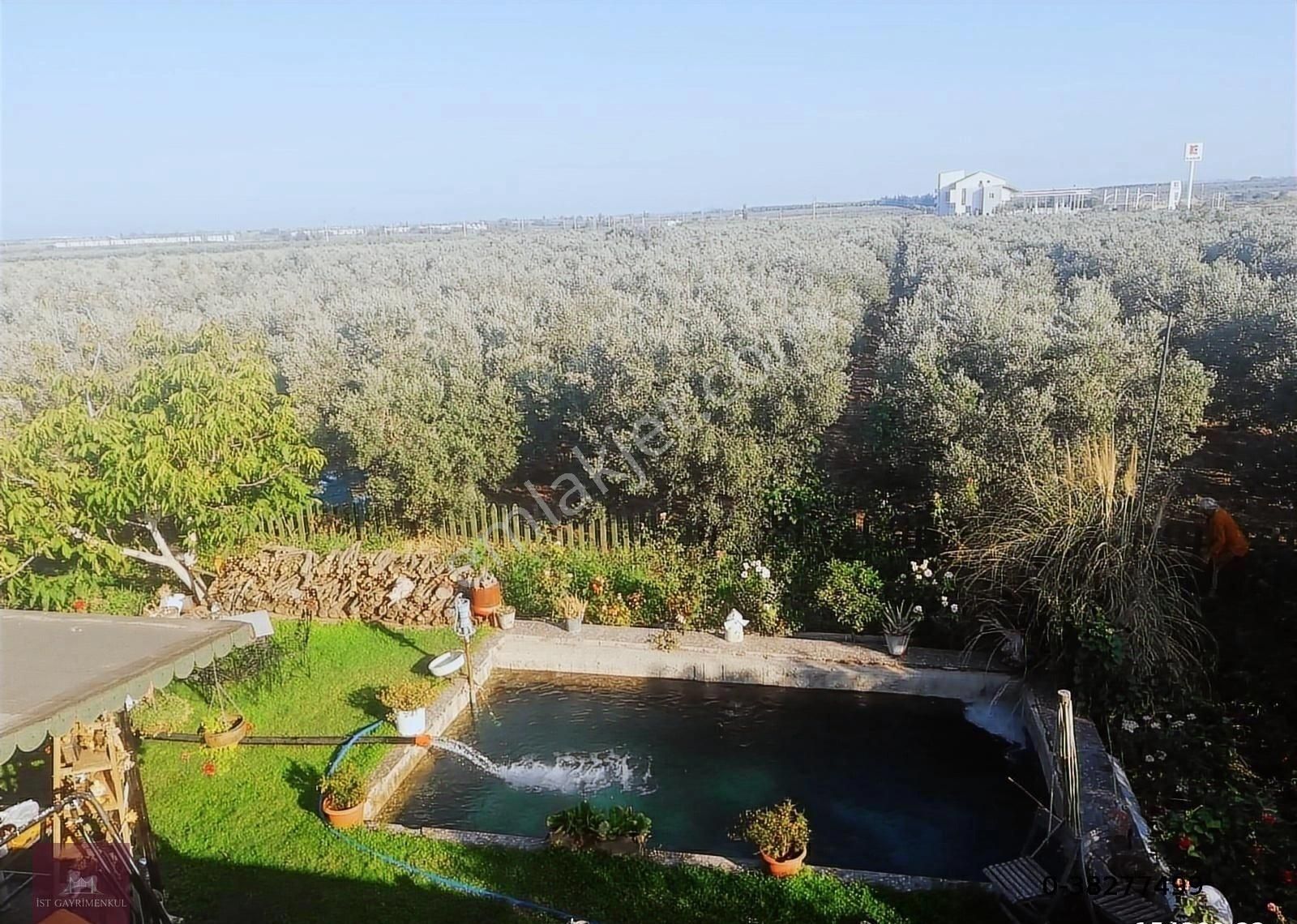 İzmir Dikili'de Satılık 33 Dönüm Zeytinlik Taş Ev, Havuz, 2 Kuyu - Görsel 4