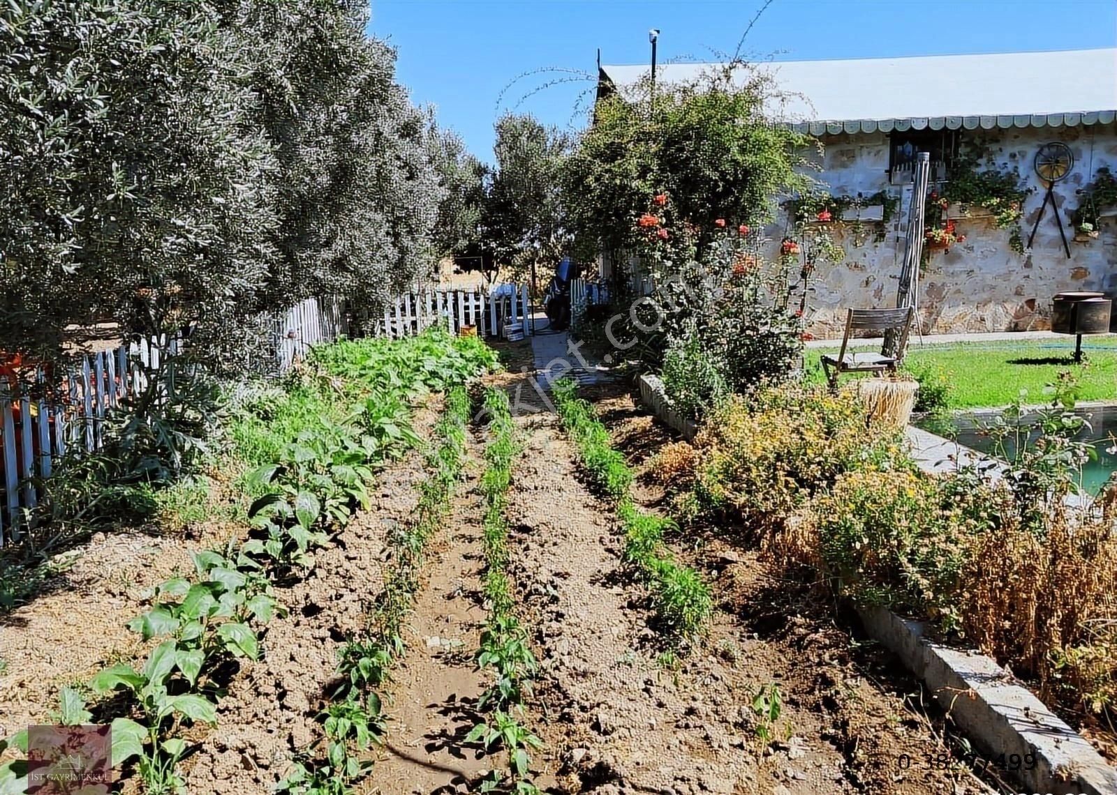 İzmir Dikili'de Satılık 33 Dönüm Zeytinlik Taş Ev, Havuz, 2 Kuyu - Görsel 2