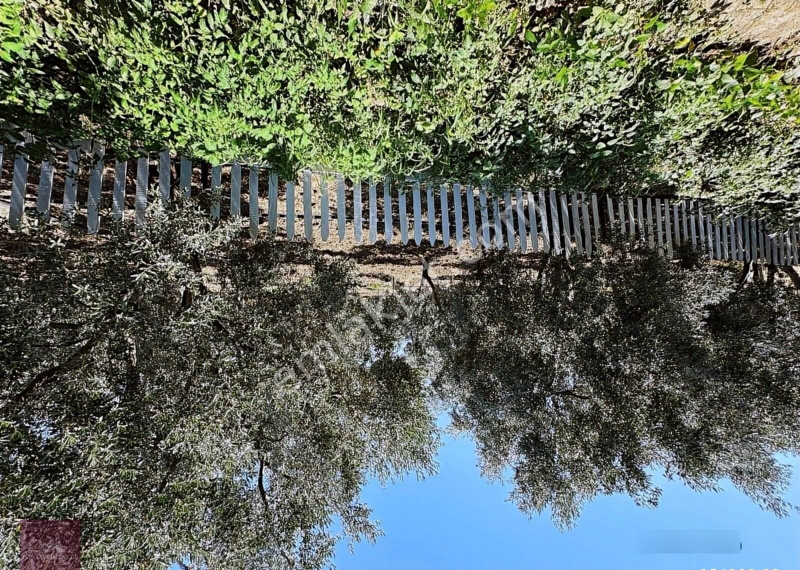 İzmir Dikili'de Satılık 33 Dönüm Zeytinlik Taş Ev, Havuz, 2 Kuyu - Görsel 12
