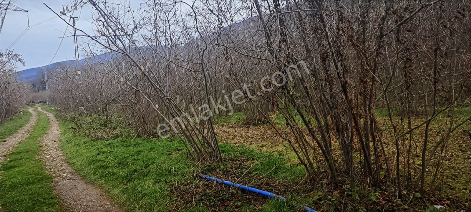 İki Tapu Manzaralı Düz Yol Su Elektrik Üstünde Fındık Var - Görsel 6