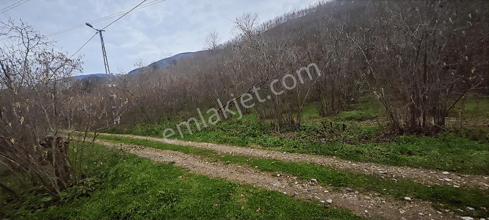 İki Tapu Manzaralı Düz Yol Su Elektrik Üstünde Fındık Var - Görsel 11