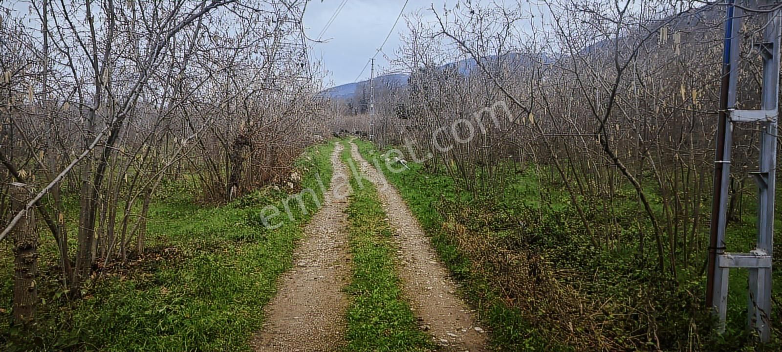 İki Tapu Manzaralı Düz Yol Su Elektrik Üstünde Fındık Var - Görsel 8