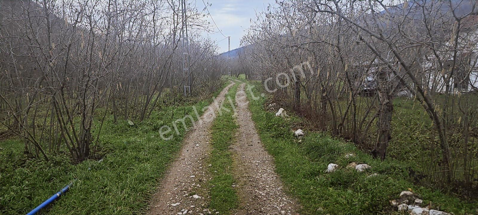 İki Tapu Manzaralı Düz Yol Su Elektrik Üstünde Fındık Var - Görsel 17