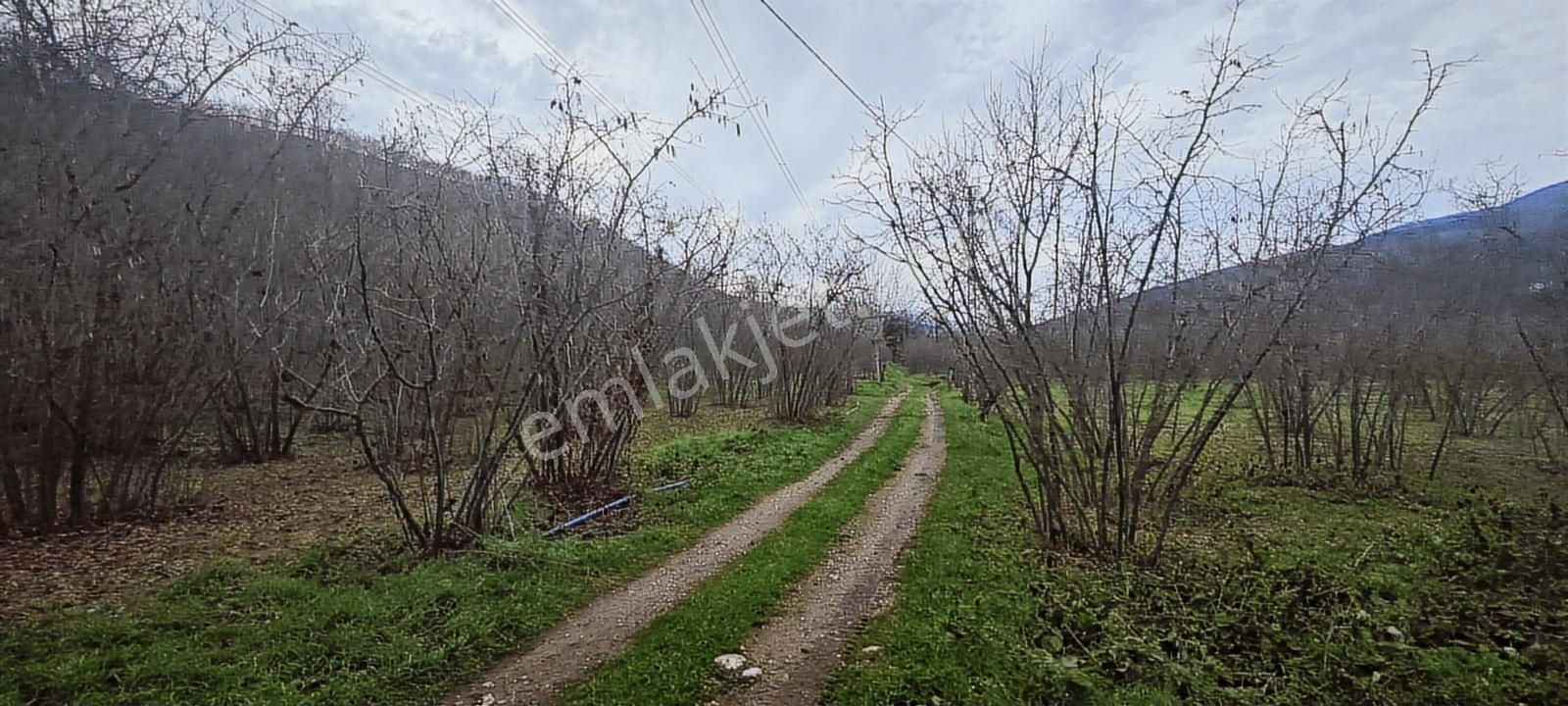 İki Tapu Manzaralı Düz Yol Su Elektrik Üstünde Fındık Var - Görsel 5