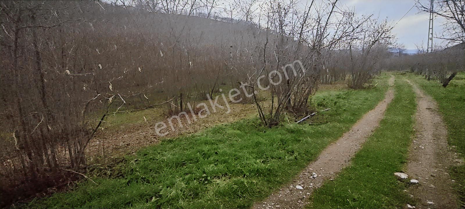 İki Tapu Manzaralı Düz Yol Su Elektrik Üstünde Fındık Var - Görsel 14