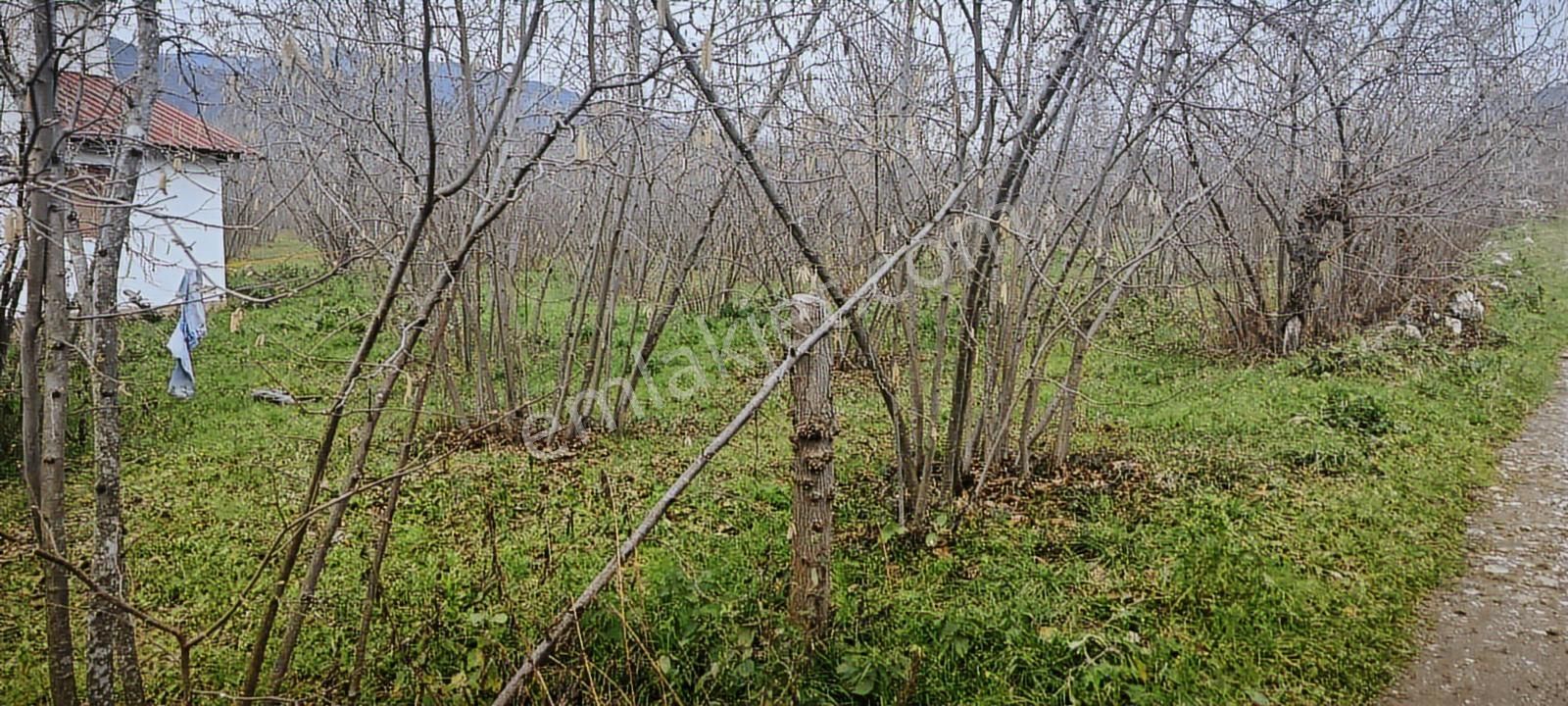 İki Tapu Manzaralı Düz Yol Su Elektrik Üstünde Fındık Var
