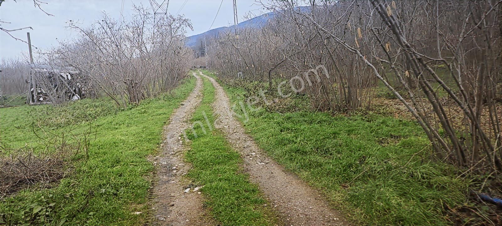 İki Tapu Manzaralı Düz Yol Su Elektrik Üstünde Fındık Var - Görsel 4