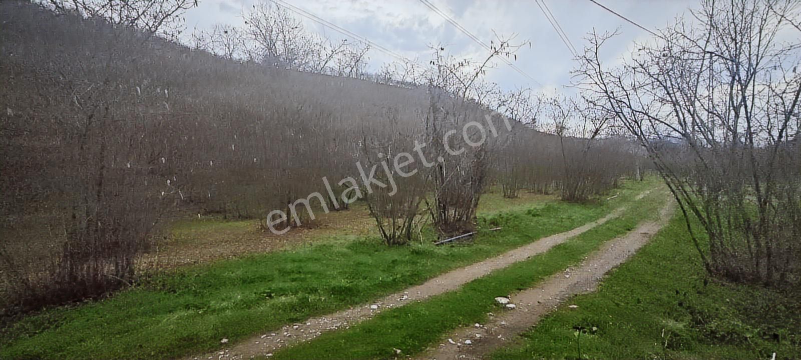İki Tapu Manzaralı Düz Yol Su Elektrik Üstünde Fındık Var - Görsel 16