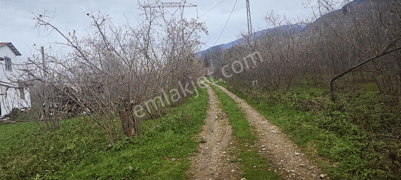 İki Tapu Manzaralı Düz Yol Su Elektrik Üstünde Fındık Var - Görsel 2
