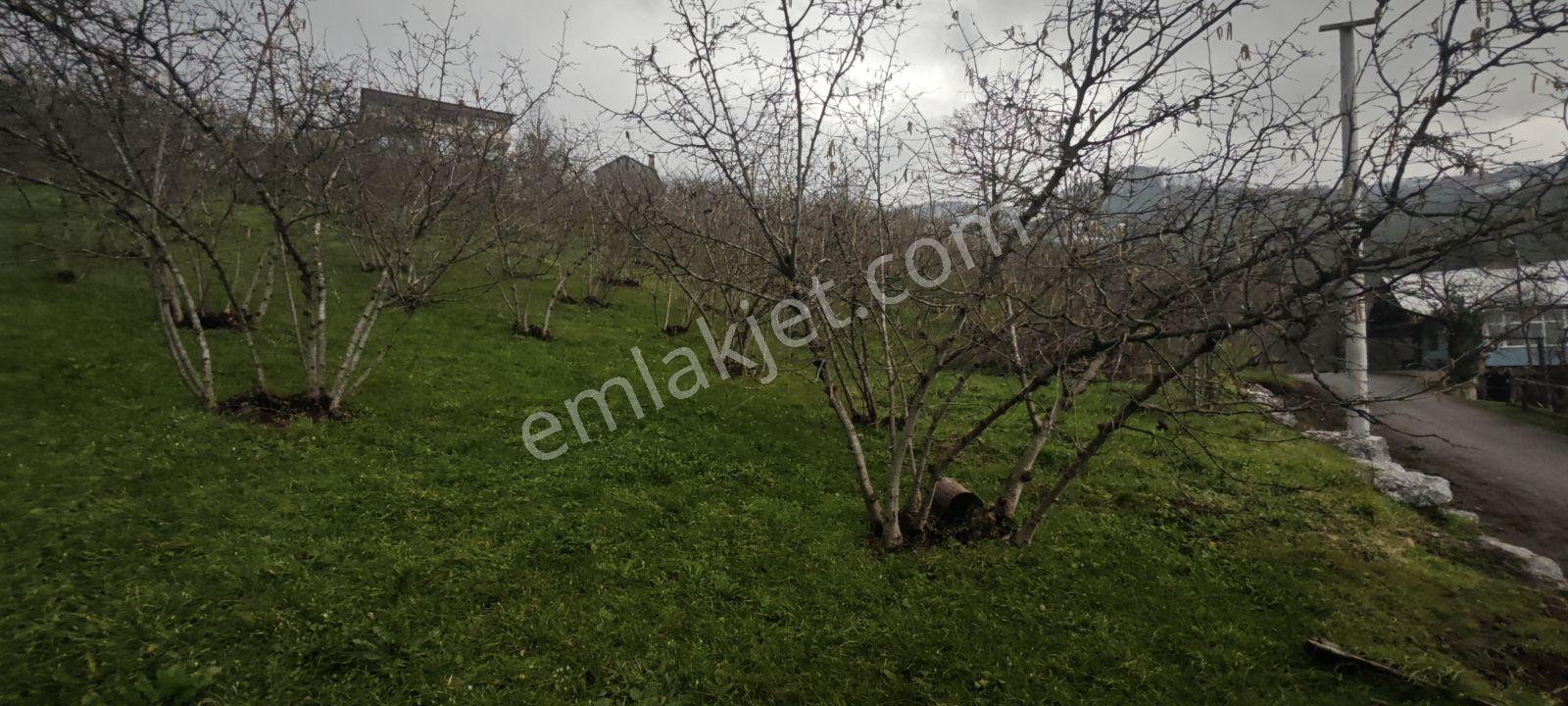 1.200 Metrekare İmarlı Manzaralı Merkezi Konum İçinde Meyve Ağaç - Görsel 18