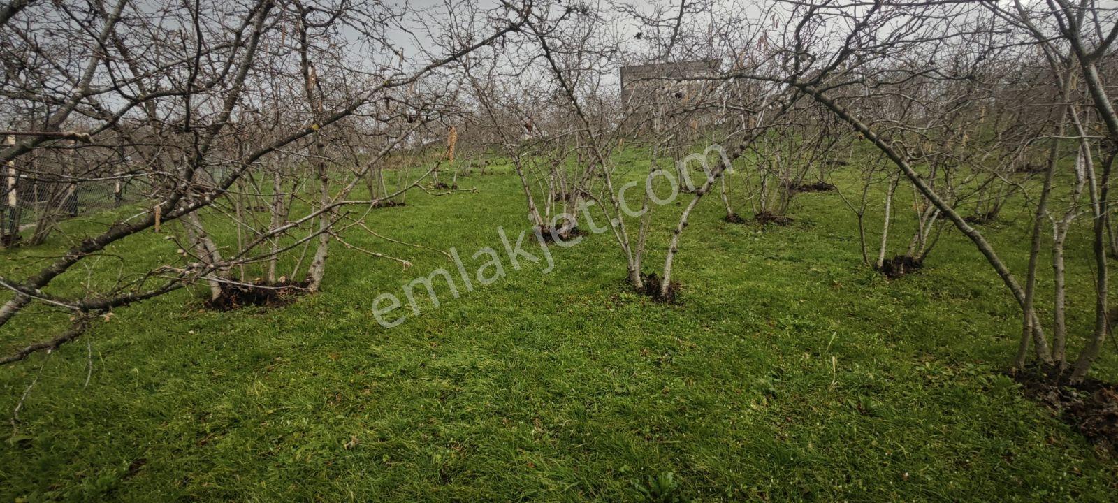 1.200 Metrekare İmarlı Manzaralı Merkezi Konum İçinde Meyve Ağaç - Görsel 8