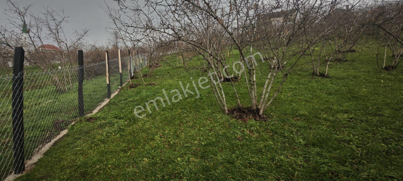 1.200 Metrekare İmarlı Manzaralı Merkezi Konum İçinde Meyve Ağaç - Görsel 2