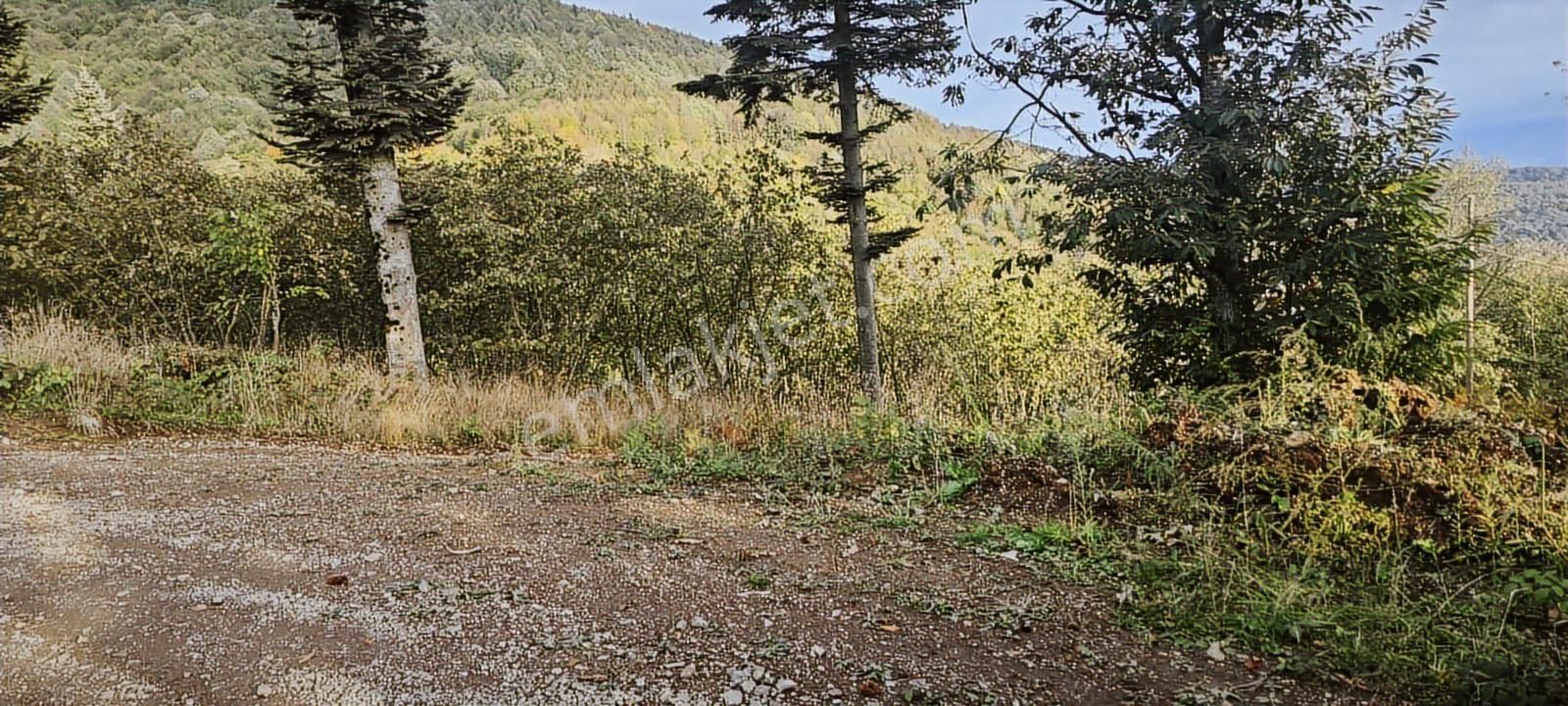 Müstakil Tapu Yol Su Elektrik Ve Avcı Kulübesi Var - Görsel 4