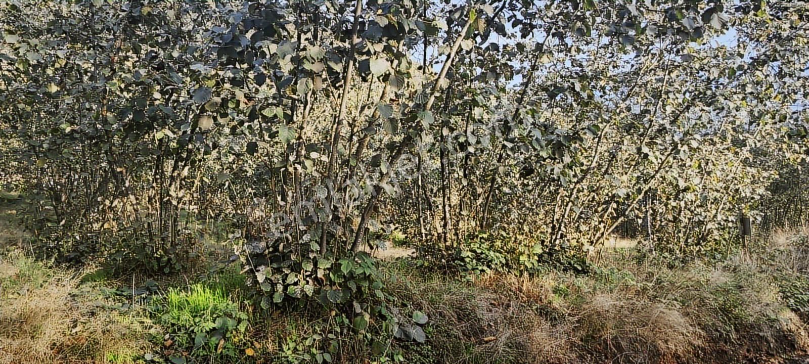 Müstakil Tapu Yol Su Elektrik Ve Avcı Kulübesi Var - Görsel 7