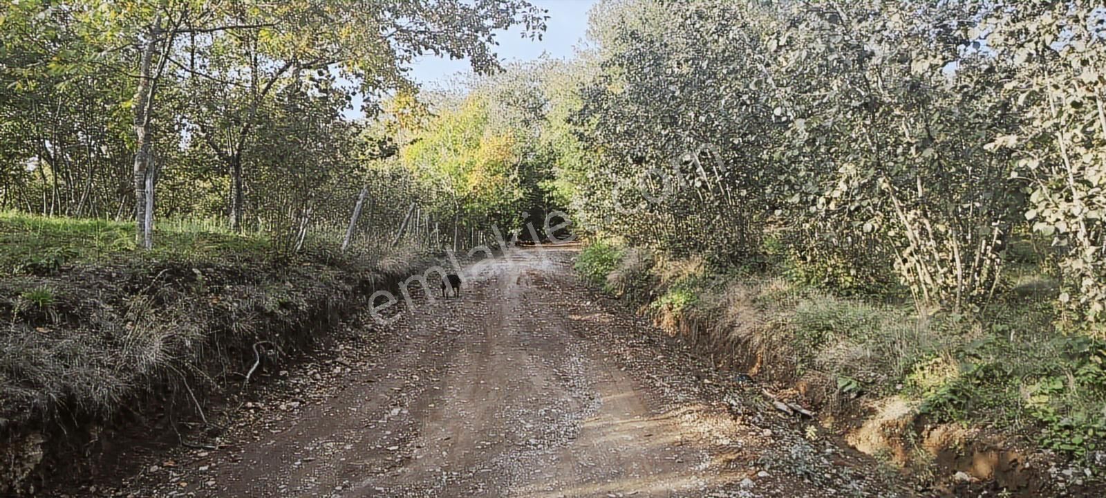 Müstakil Tapu Yol Su Elektrik Ve Avcı Kulübesi Var - Görsel 11