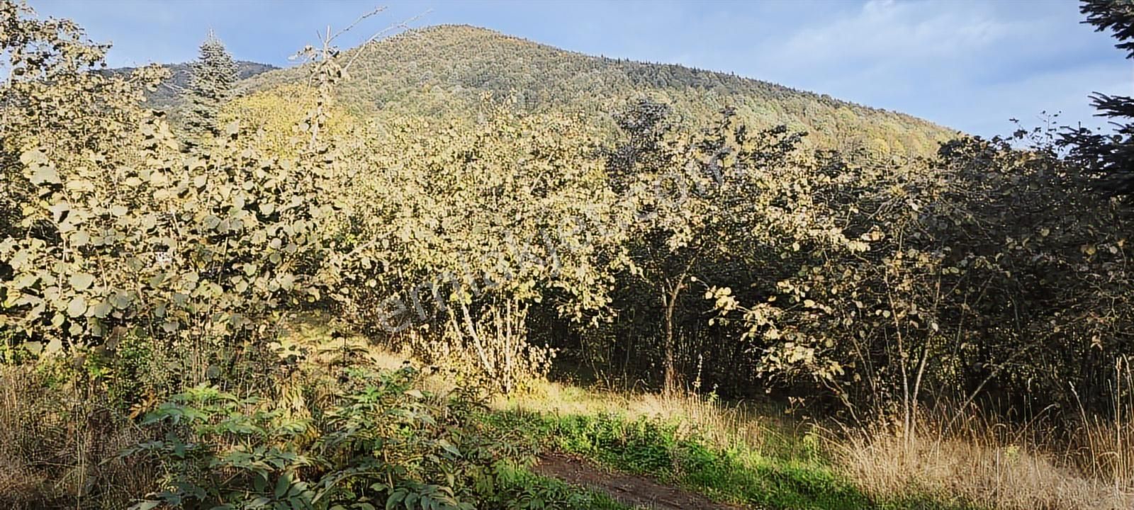 Müstakil Tapu Yol Su Elektrik Ve Avcı Kulübesi Var - Görsel 10