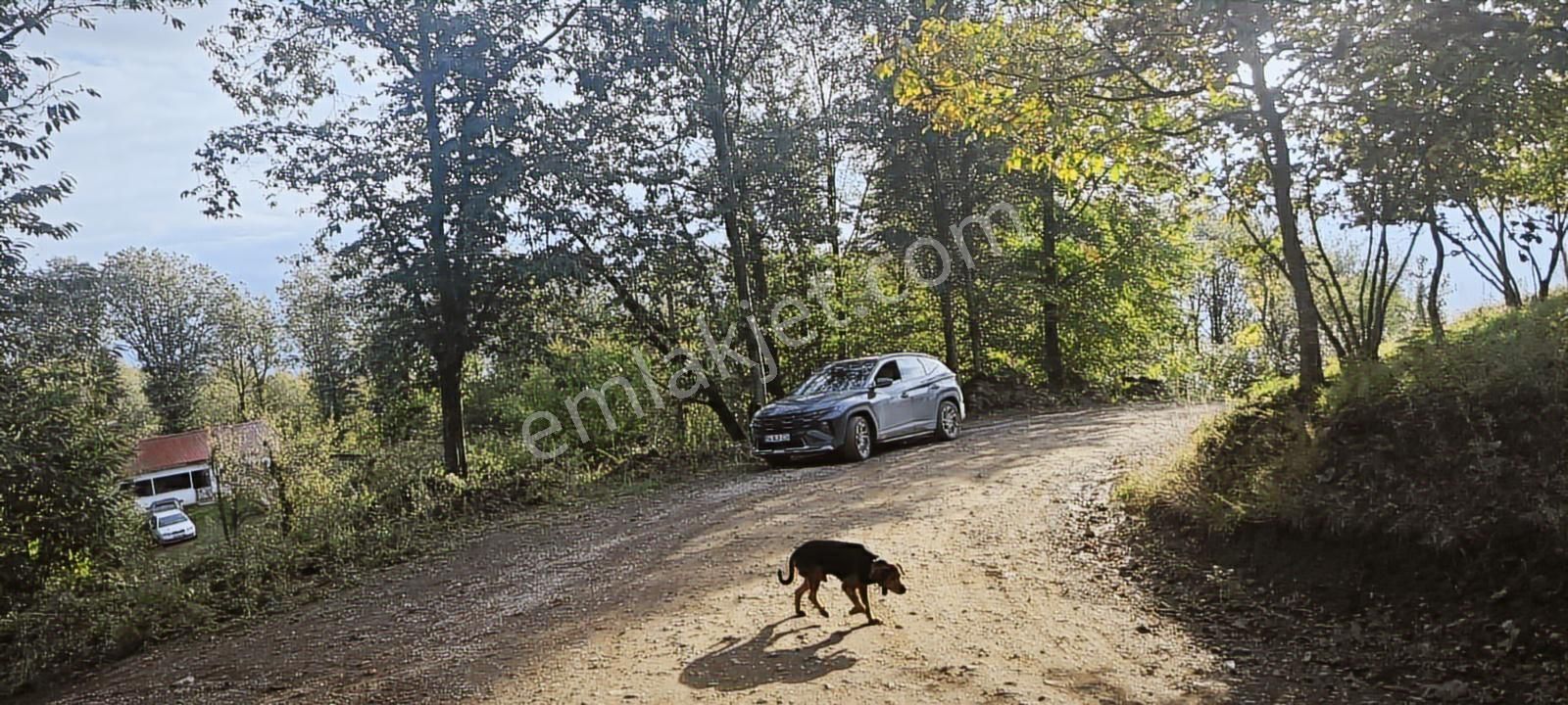 Müstakil Tapu Yol Su Elektrik Ve Avcı Kulübesi Var - Görsel 9