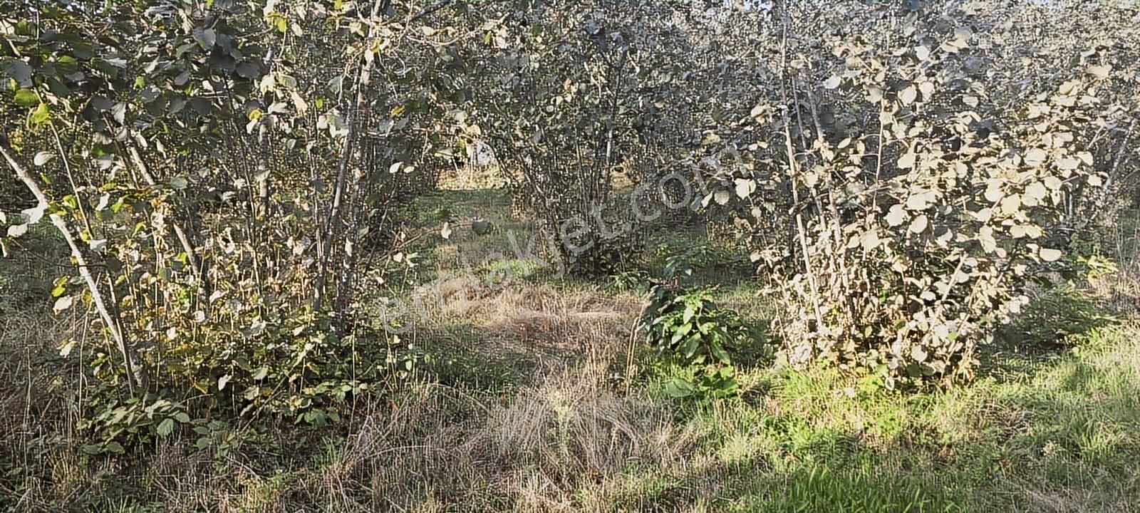 Müstakil Tapu Yol Su Elektrik Ve Avcı Kulübesi Var - Görsel 6
