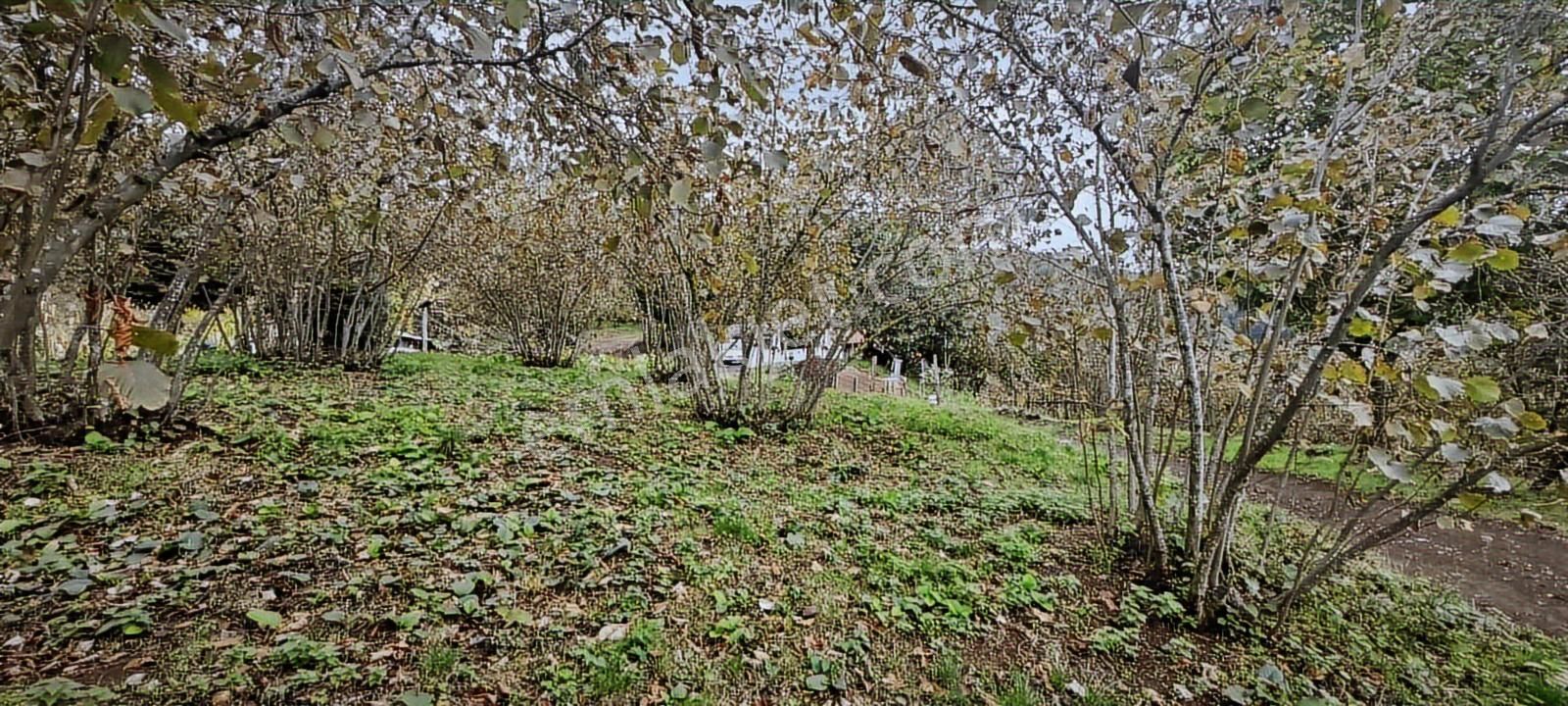 1892 Metrekare Müstakil Tapu Yol Su Elektrik Var - Görsel 6
