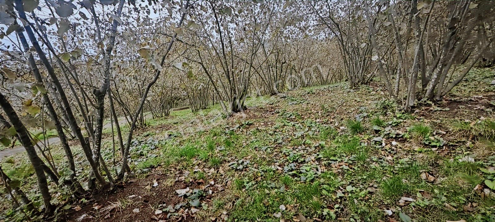 1892 Metrekare Müstakil Tapu Yol Su Elektrik Var - Görsel 21