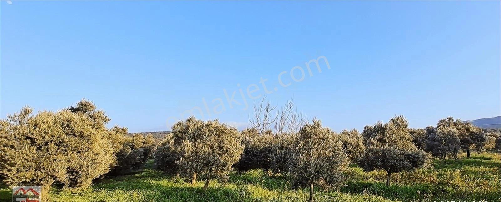 Kırkağaç İlyaslar Fahri Sertel Emlaktan Satılık Zeytinlik - Görsel 20