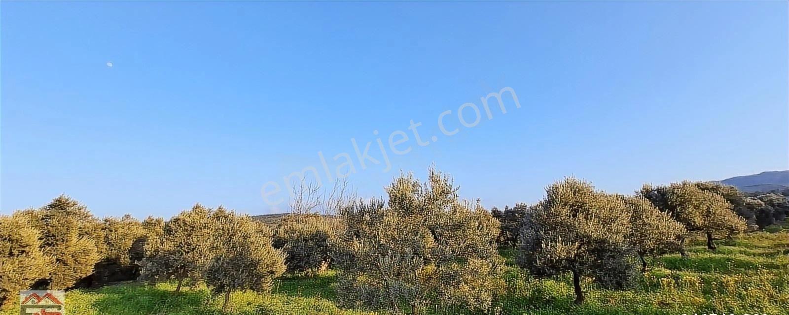 Kırkağaç İlyaslar Fahri Sertel Emlaktan Satılık Zeytinlik - Görsel 15