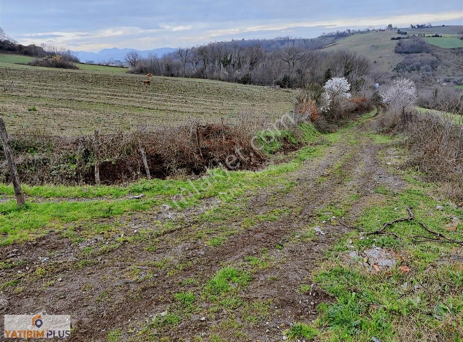 Yatırım Plus'tan Bafra Köselide Köyiçi İmarlı Satılık Tarla - Görsel 16