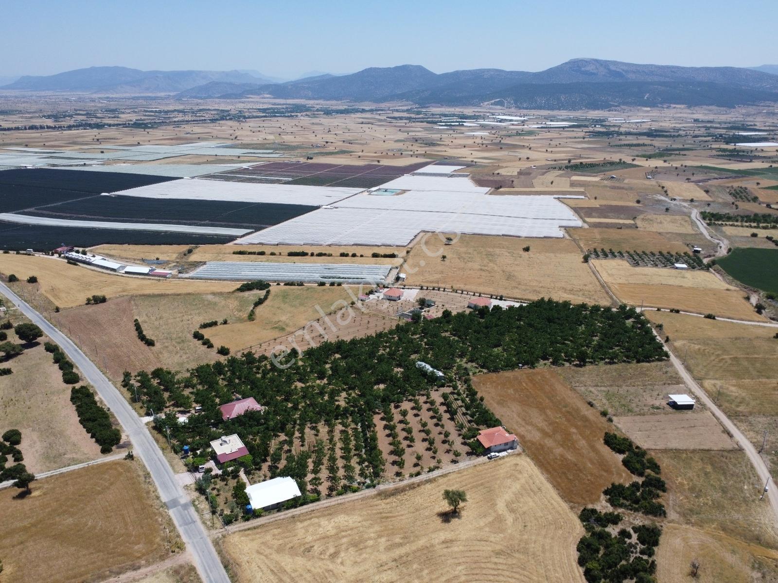 Yeşilyayla'da Satılık 19.759m² Ceviz (chandler) Bahçesi Ve Evi - Görsel 3