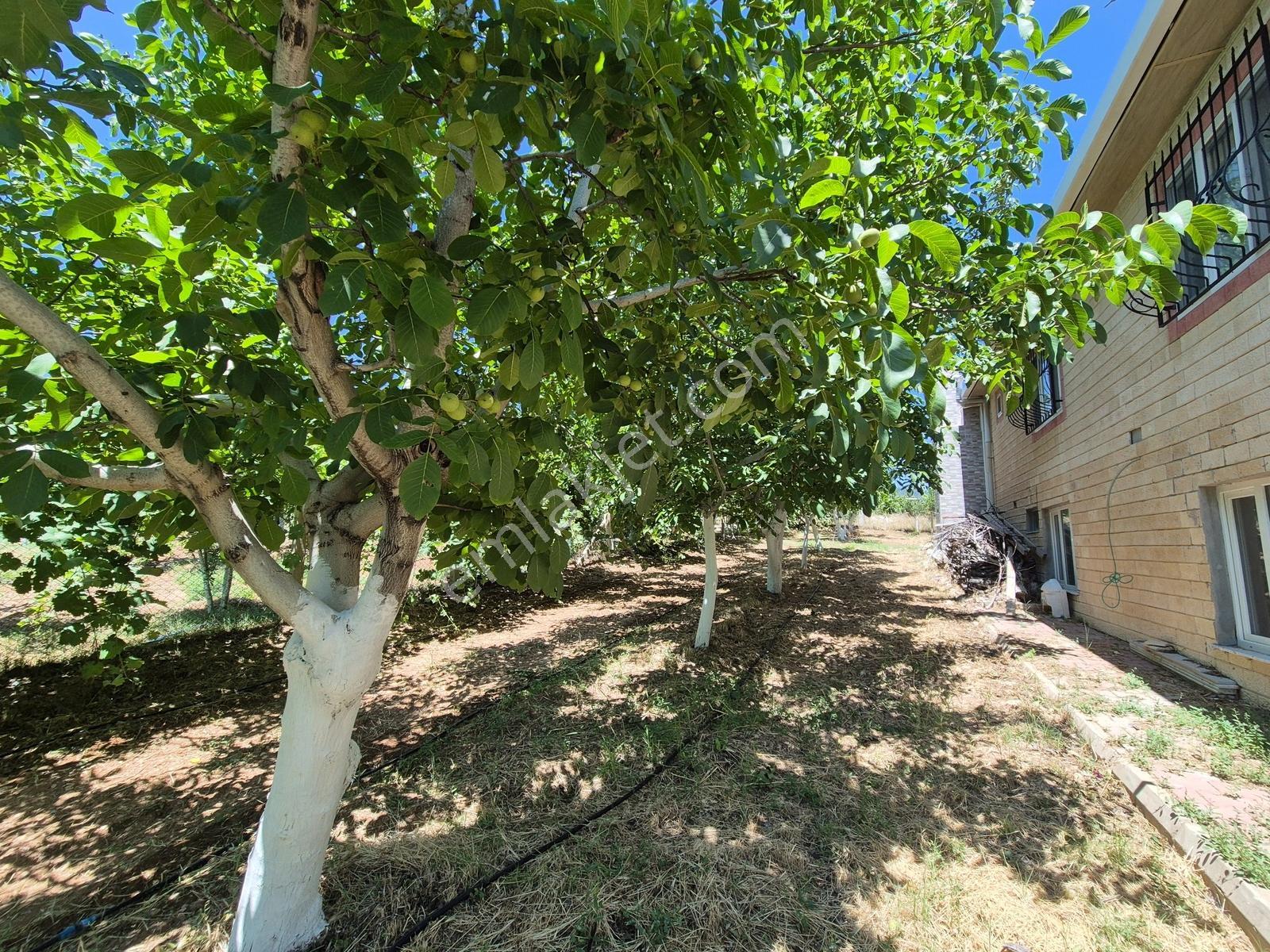 Yeşilyayla'da Satılık 19.759m² Ceviz (chandler) Bahçesi Ve Evi - Görsel 32