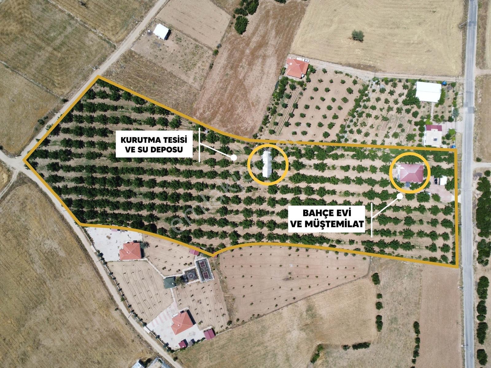 Yeşilyayla'da Satılık 19.759m² Ceviz (chandler) Bahçesi Ve Evi