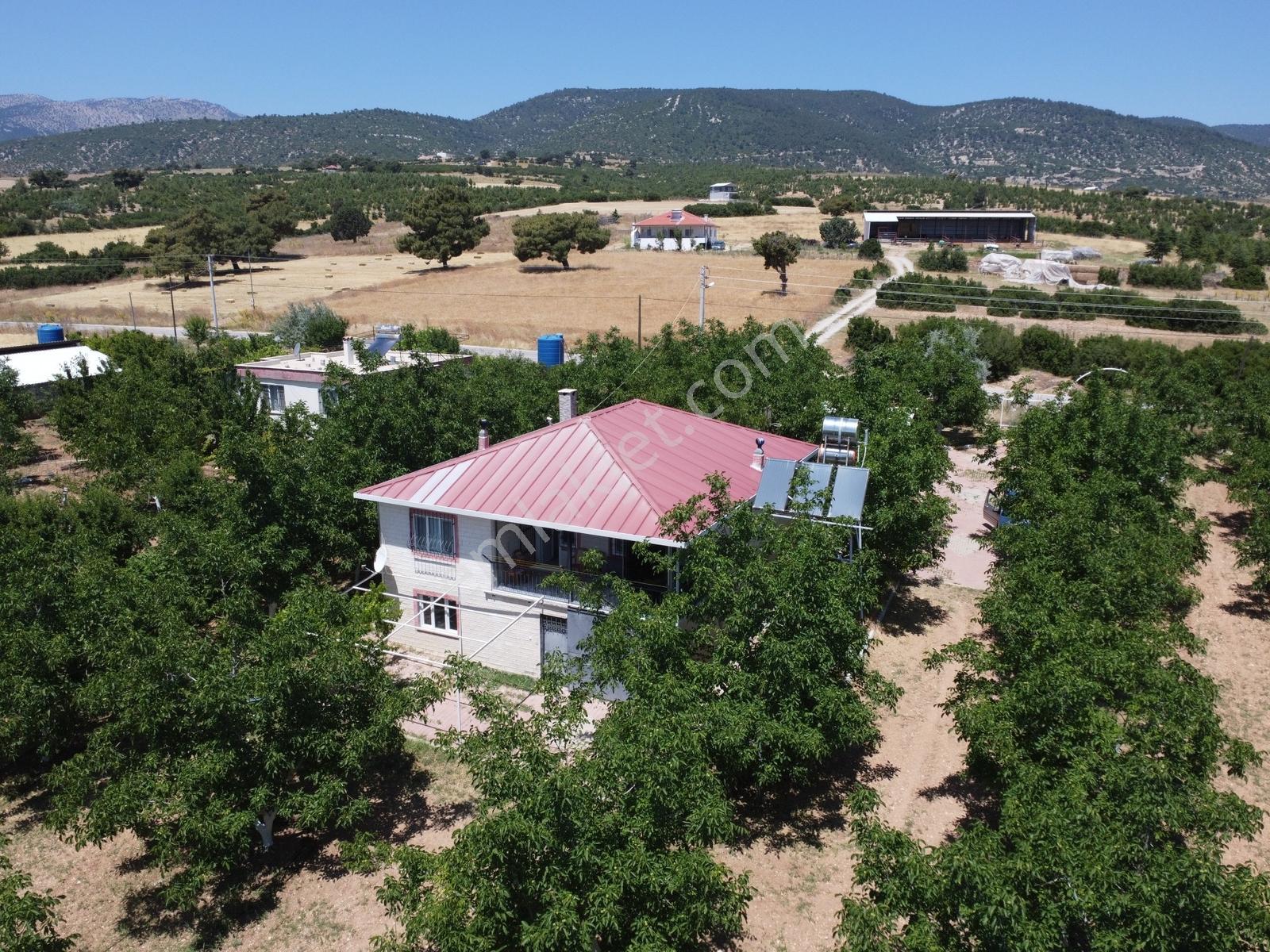 Yeşilyayla'da Satılık 19.759m² Ceviz (chandler) Bahçesi Ve Evi - Görsel 12