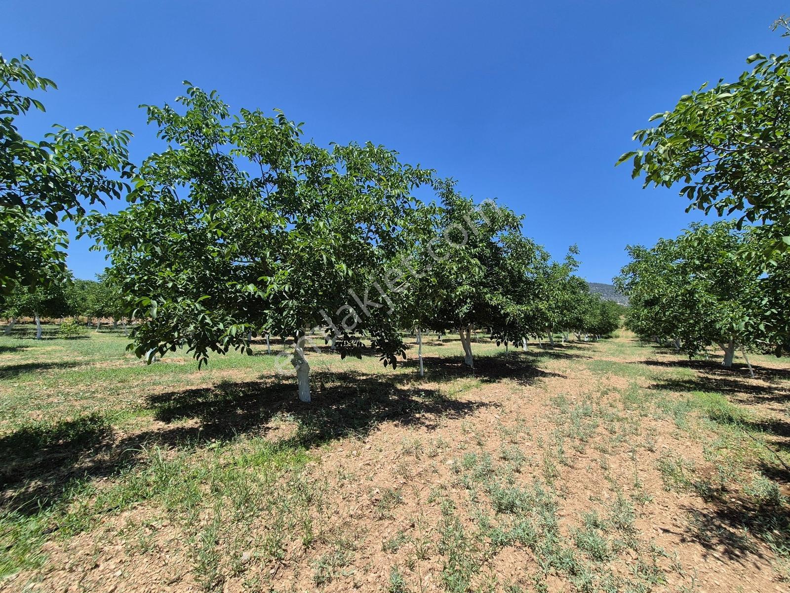 Yeşilyayla'da Satılık 19.759m² Ceviz (chandler) Bahçesi Ve Evi - Görsel 28