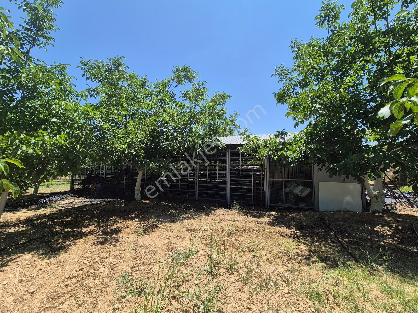 Yeşilyayla'da Satılık 19.759m² Ceviz (chandler) Bahçesi Ve Evi - Görsel 9
