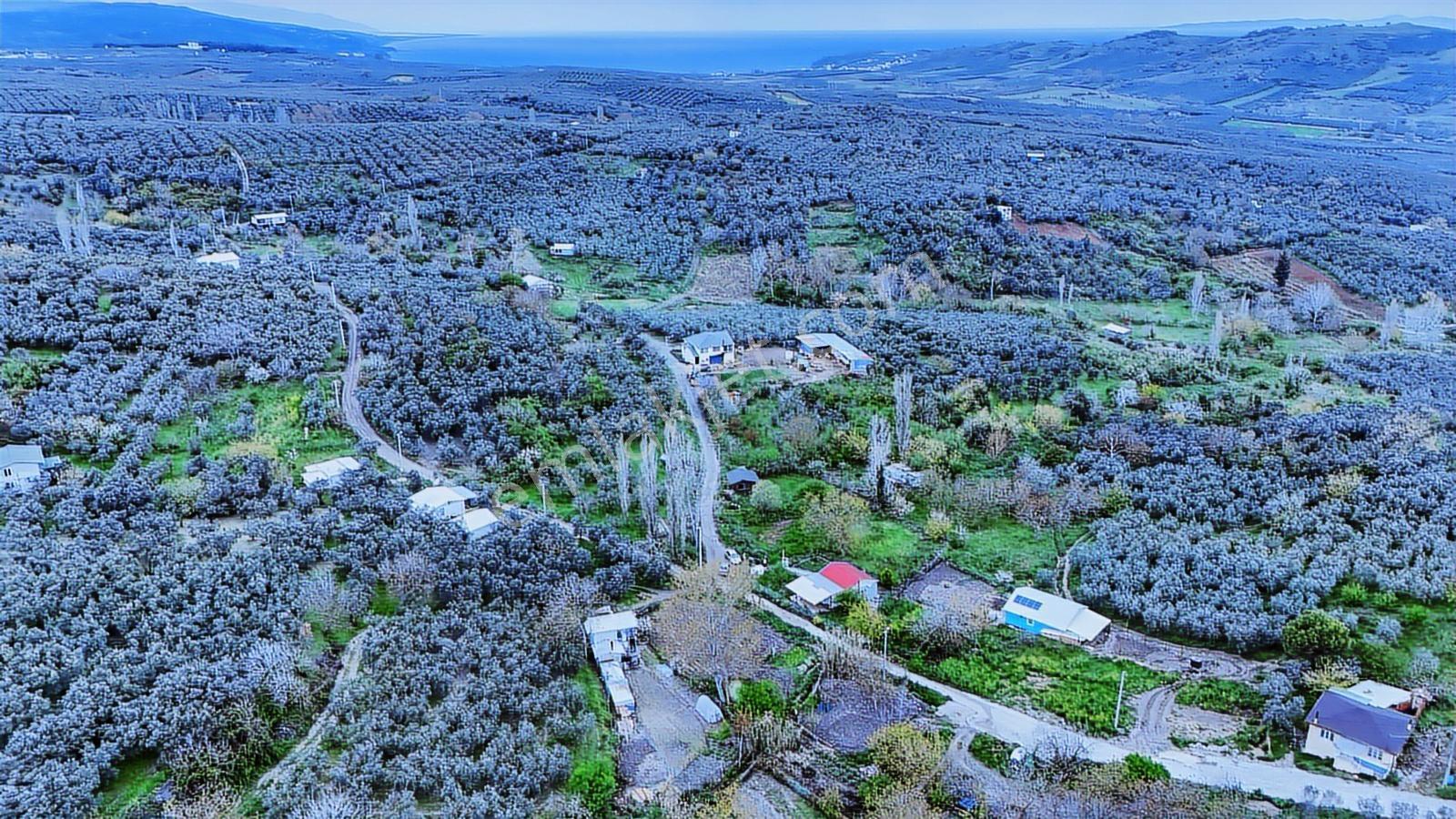 Esen'den Mudanya/yalıçiftlik'te Satılık Resmi Yola Cephe - Görsel 3