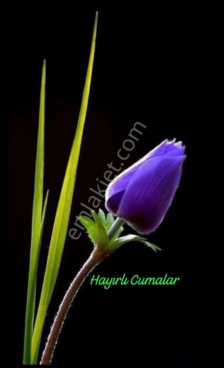 Lider Emlakdan Silivri Çanta Mah.satılık 1382 M2 Tarla