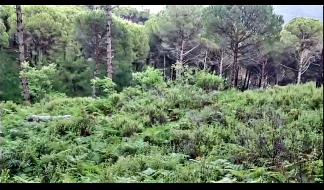İzmir Bergama'da Muhteşem Kozak Yaylasında Fıstıklık Arsa - Görsel 11