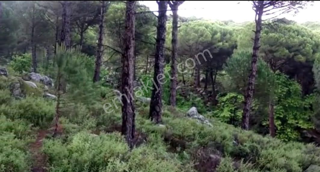 İzmir Bergama'da Muhteşem Kozak Yaylasında Fıstıklık Arsa - Görsel 3