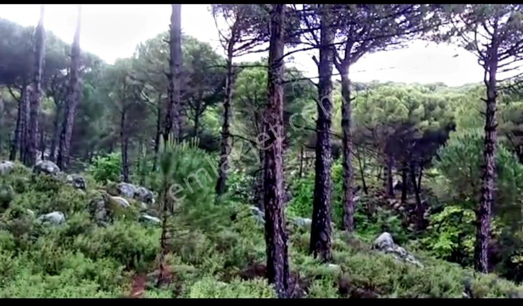 İzmir Bergama'da Muhteşem Kozak Yaylasında Fıstıklık Arsa - Görsel 2