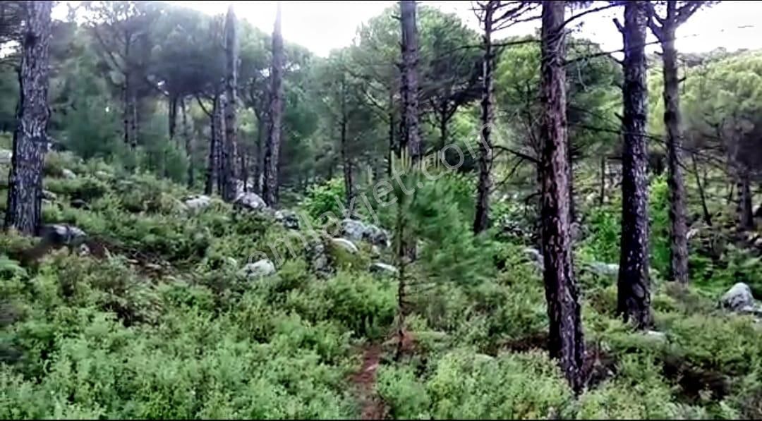 İzmir Bergama'da Muhteşem Kozak Yaylasında Fıstıklık Arsa - Görsel 4