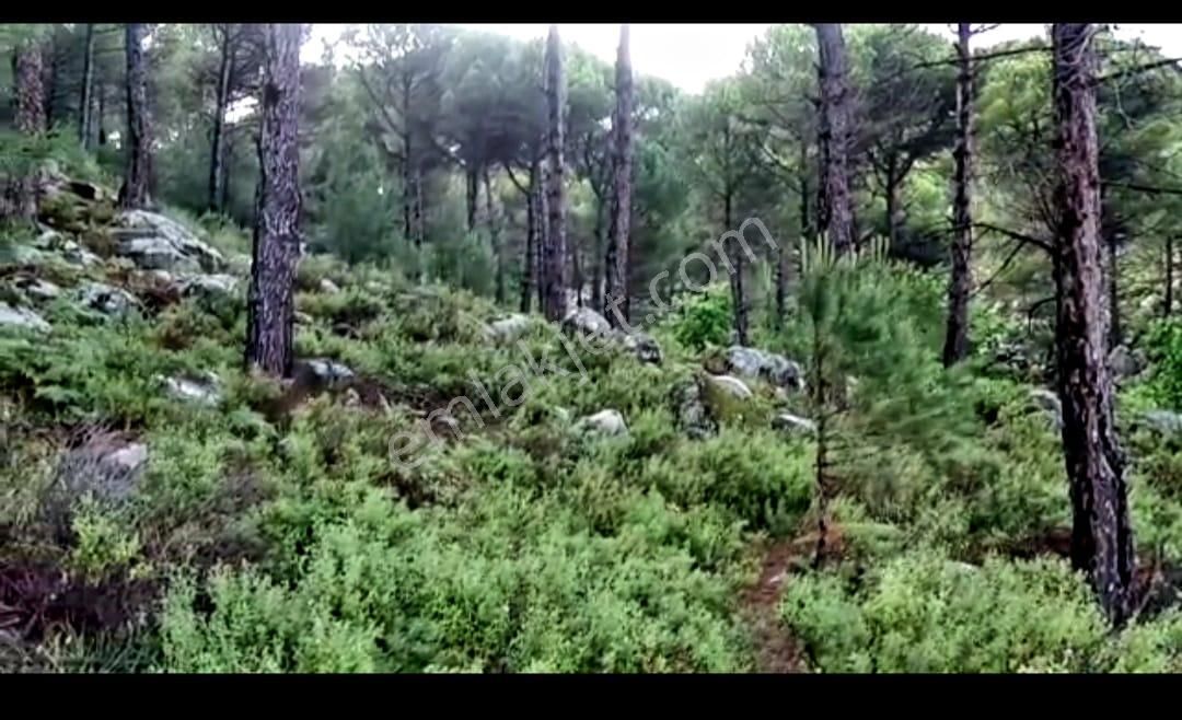 İzmir Bergama'da Muhteşem Kozak Yaylasında Fıstıklık Arsa - Görsel 5
