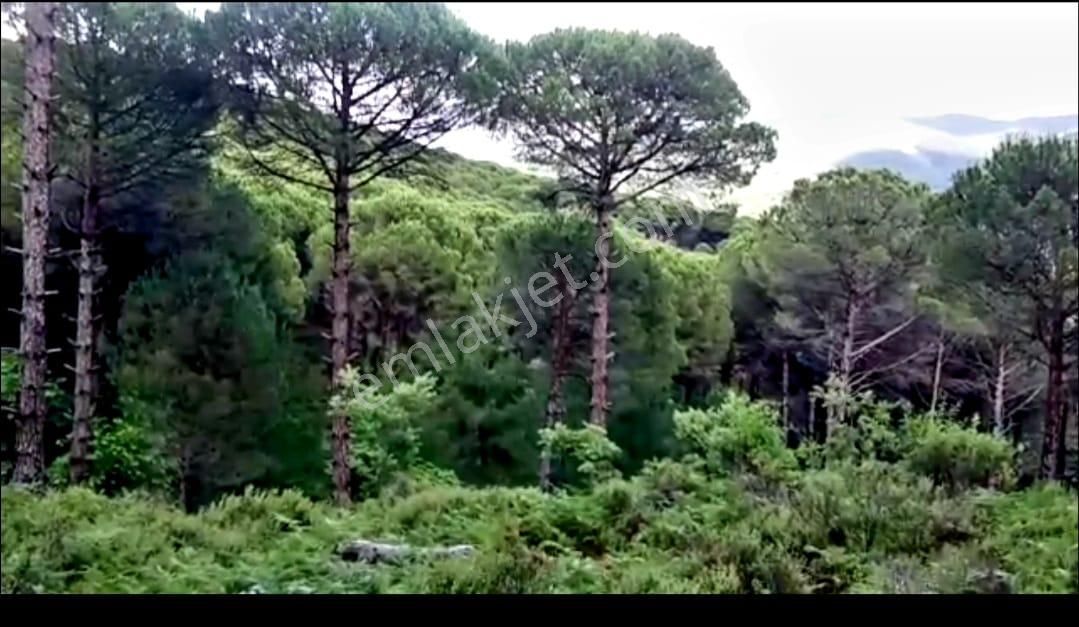 İzmir Bergama'da Muhteşem Kozak Yaylasında Fıstıklık Arsa - Görsel 12