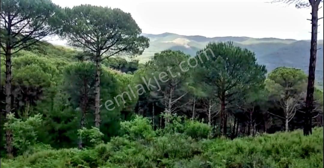 İzmir Bergama'da Muhteşem Kozak Yaylasında Fıstıklık Arsa - Görsel 10