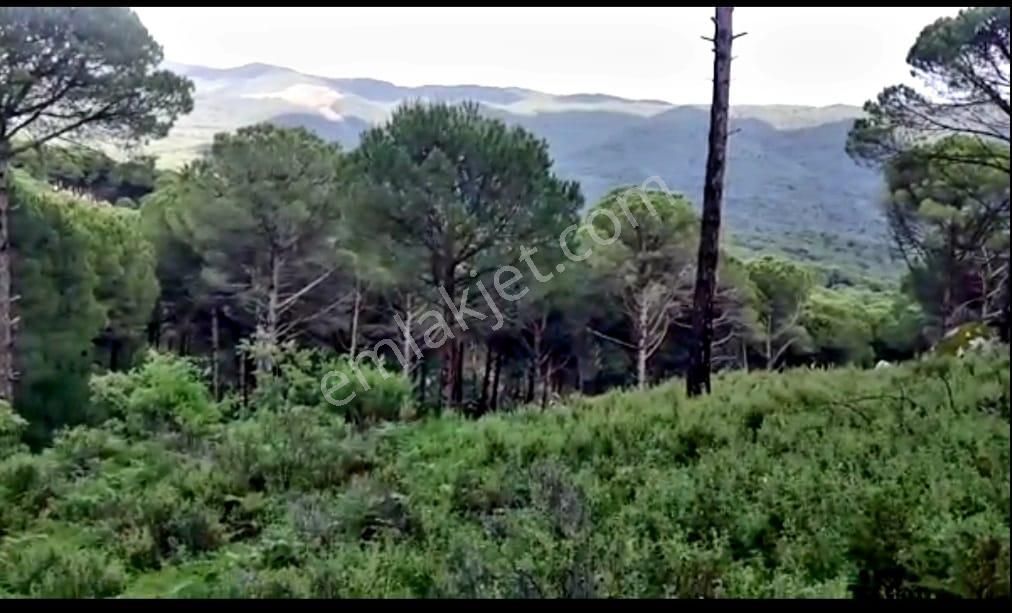 İzmir Bergama'da Muhteşem Kozak Yaylasında Fıstıklık Arsa - Görsel 6