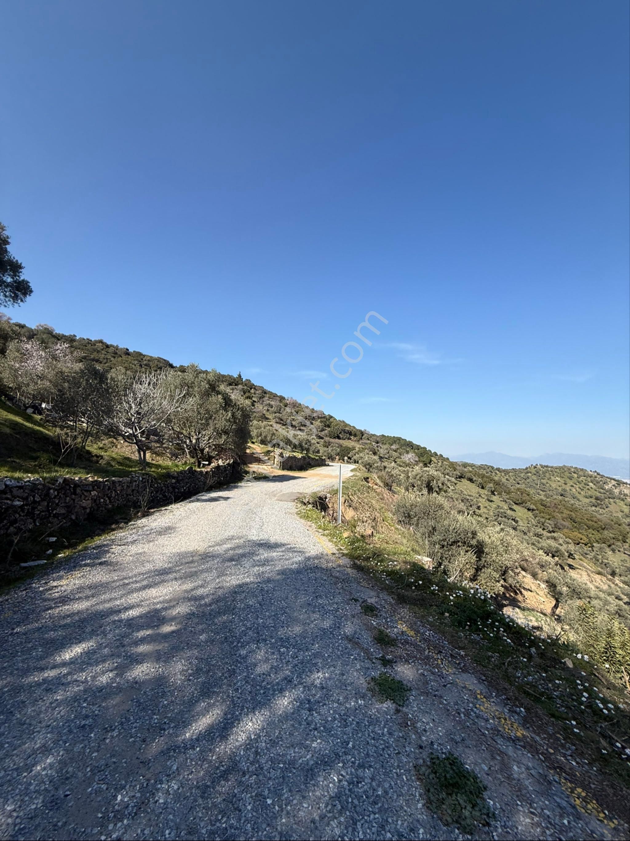 Aydın Koçarlı Tığlılar Mahallesinde Satılık Zeytinlik